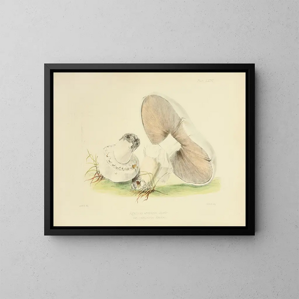 Illustraties van de Britse mycologie Pl76 - Anna Maria Hussey — ingelijst kunstwerk aan de muur