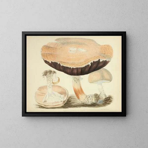 Illustraties van Britse mycologie Pl77 - Anna Maria Hussey — ingelijst kunstwerk aan de muur