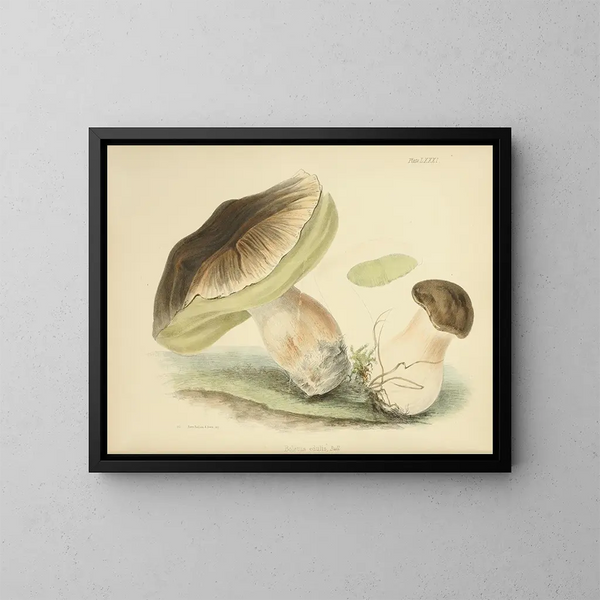 Illustraties van de Britse mycologie Pl81 - Anna Maria Hussey — ingelijst kunstwerk aan de muur