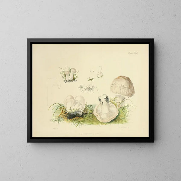 Illustraties van de Britse mycologie Pl83 - Anna Maria Hussey — ingelijst kunstwerk aan de muur