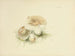 Illustraties van de Britse mycologie Pl84 - Anna Maria Hussey — weergave van het kunstwerk