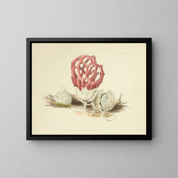 Illustraties van de Britse mycologie Pl86 - Anna Maria Hussey — ingelijst kunstwerk aan de muur