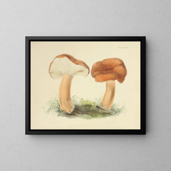 Illustraties van de Britse mycologie Pl87 - Anna Maria Hussey — ingelijst kunstwerk aan de muur