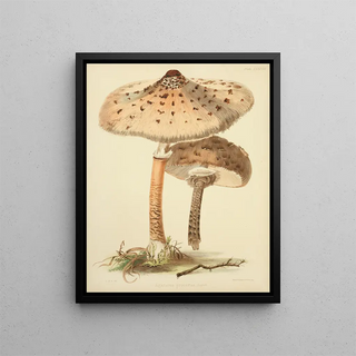Anna Maria Hussey - Illustrations of British mycology Pl88.webp