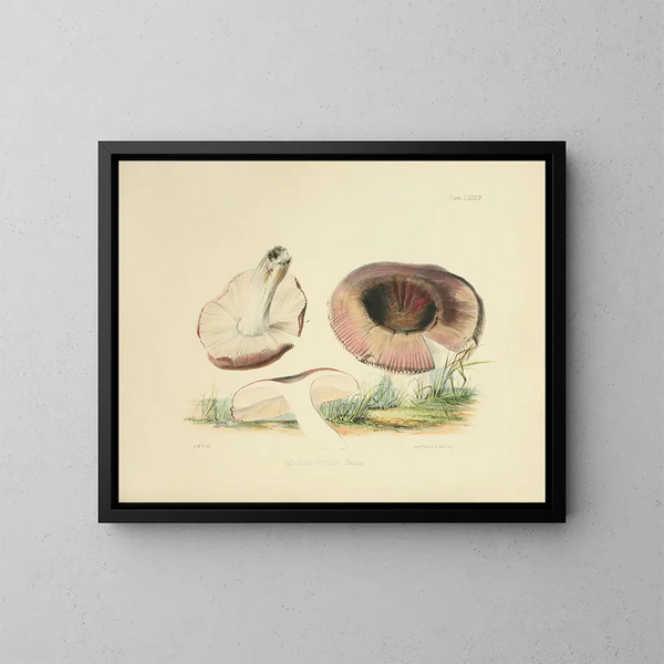 Illustraties van de Britse mycologie Pl89 - Anna Maria Hussey — ingelijst kunstwerk aan de muur