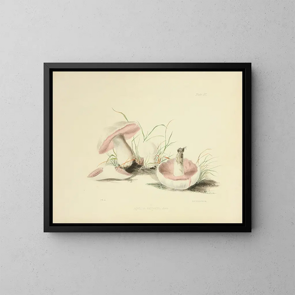 Illustraties van Britse mycologie Pl90 - Anna Maria Hussey — ingelijst kunstwerk aan de muur
