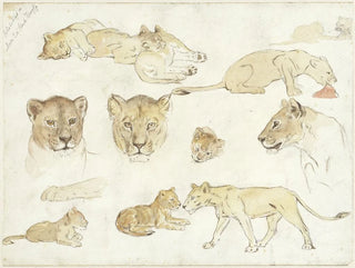 Anna Maria Kruijff - Studies van leeuwen.webp