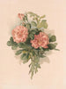 Rozen blush - Annie Nowell — weergave van het kunstwerk