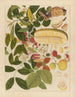 Album van Chinese aquarellen van Aziatische vruchten Pl01 - Anoniem — weergave van het kunstwerk