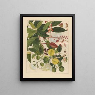 Anonymous - Album of Chinese watercolors of Asian fruits Pl03.webp