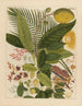 Album van Chinese aquarellen van Aziatische vruchten Pl04 - Anoniem — weergave van het kunstwerk