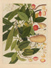 Chinese fruit watercolor album schilderij Pl05 - Anoniem — weergave van het kunstwerk