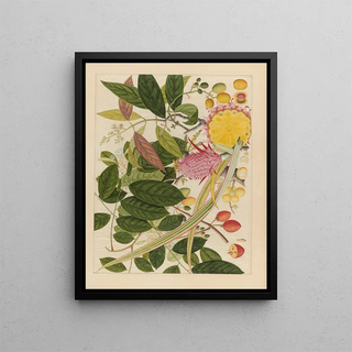 Anonymous - Album of Chinese watercolors of Asian fruits Pl08.webp