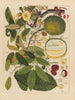 Chinese fruit watercolor album schilderij Pl11 - Anoniem — weergave van het kunstwerk