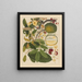 Chinese fruit watercolor album schilderij Pl11 - Anoniem — ingelijst kunstwerk aan de muur