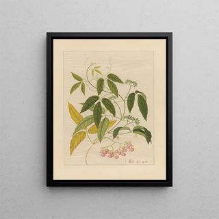 Anonymous - Album of Chinese watercolors of Asian fruits Pl13.webp