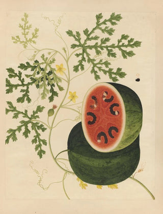 Anonymous - Album of Chinese watercolors of Asian fruits Pl15.webp