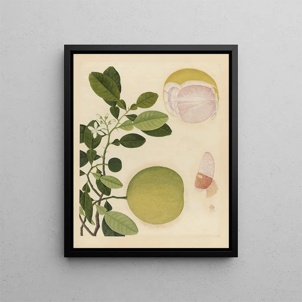 Anonymous - Album of Chinese watercolors of Asian fruits Pl20.webp