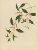 Album van Chinese aquarellen van Aziatische vruchten Pl21 - Anoniem — weergave van het kunstwerk