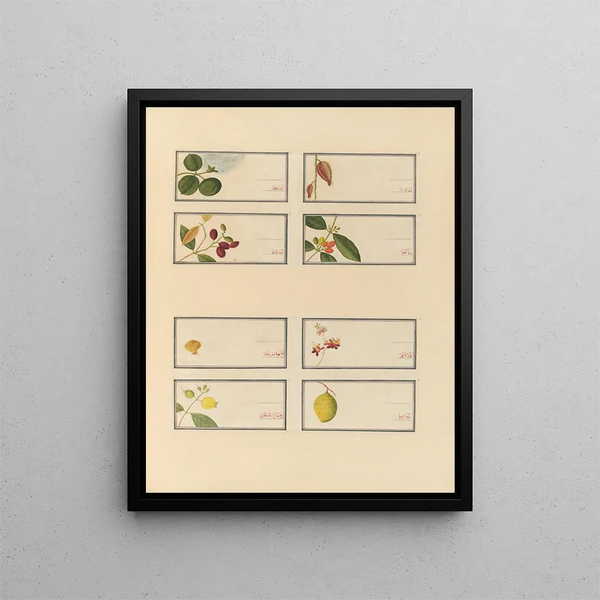 Anonymous - Album of Chinese watercolors of Asian fruits Pl24.webp