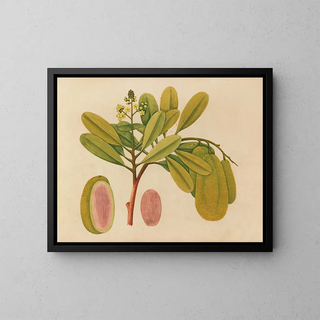 Anonymous - Album of watercolors of Asian fruits and flowers Pl01.webp
