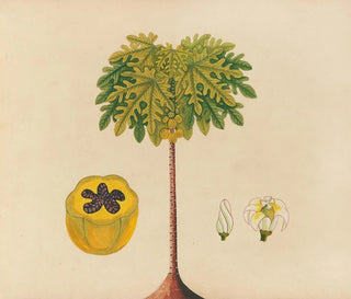 Anonymous - Album of watercolors of Asian fruits and flowers Pl02.webp