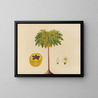 Anonymous - Album of watercolors of Asian fruits and flowers Pl02.webp