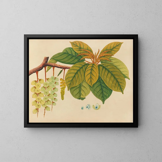 Anonymous - Album of watercolors of Asian fruits and flowers Pl03.webp