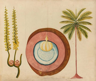 Anonymous - Album of watercolors of Asian fruits and flowers Pl04.webp