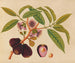 Album van aquarellen van Aziatische fruit en bloemen Pl05 - Anoniem — weergave van het kunstwerk