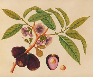 Anonymous - Album of watercolors of Asian fruits and flowers Pl05.webp