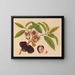 Album van aquarellen van Aziatische fruit en bloemen Pl05 - Anoniem — ingelijst kunstwerk aan de muur