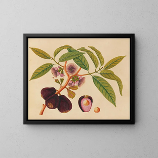 Anonymous - Album of watercolors of Asian fruits and flowers Pl05.webp