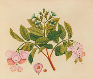 Anonymous - Album of watercolors of Asian fruits and flowers Pl06.webp
