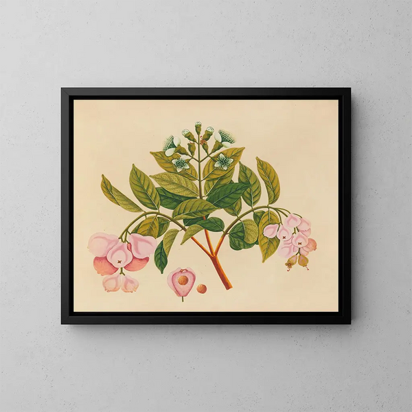 Album van aquarellen van Aziatische fruit en bloemen Pl06 - Anoniem — ingelijst kunstwerk aan de muur