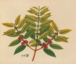 Anonymous - Album of watercolors of Asian fruits and flowers Pl07.webp