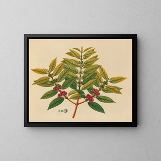 Anonymous - Album of watercolors of Asian fruits and flowers Pl07.webp