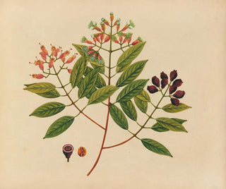 Anonymous - Album of watercolors of Asian fruits and flowers Pl08.webp