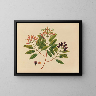 Anonymous - Album of watercolors of Asian fruits and flowers Pl08.webp