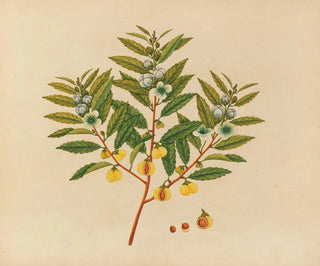 Anonymous - Album of watercolors of Asian fruits and flowers Pl09.webp