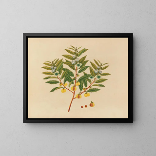 Anonymous - Album of watercolors of Asian fruits and flowers Pl09.webp