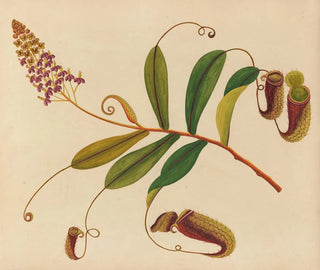 Anonymous - Album of watercolors of Asian fruits and flowers Pl10.webp