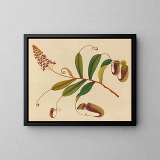Anonymous - Album of watercolors of Asian fruits and flowers Pl10.webp