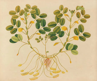 Anonymous - Album of watercolors of Asian fruits and flowers Pl11.webp