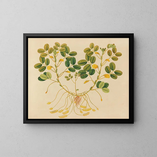 Anonymous - Album of watercolors of Asian fruits and flowers Pl11.webp