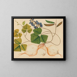 Anonymous - Album of watercolors of Asian fruits and flowers Pl13.webp