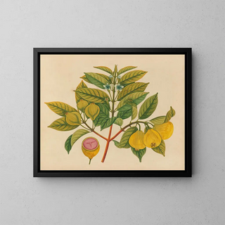 Anonymous - Album of watercolors of Asian fruits and flowers Pl14.webp