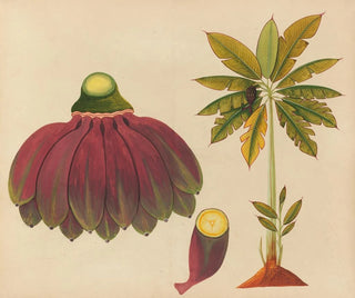 Anonymous - Album of watercolors of Asian fruits and flowers Pl15.webp