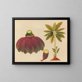 Anonymous - Album of watercolors of Asian fruits and flowers Pl15.webp