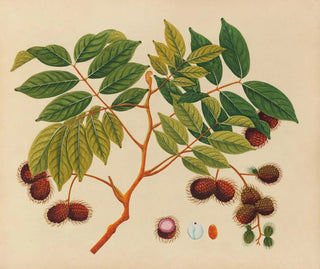 Anonymous - Album of watercolors of Asian fruits and flowers Pl16.webp